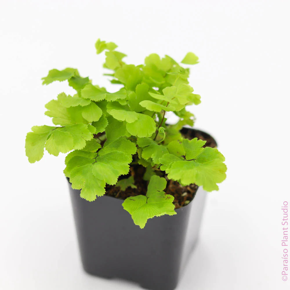 maidenhair fern potting mix Pacific Maiden Hair Fern