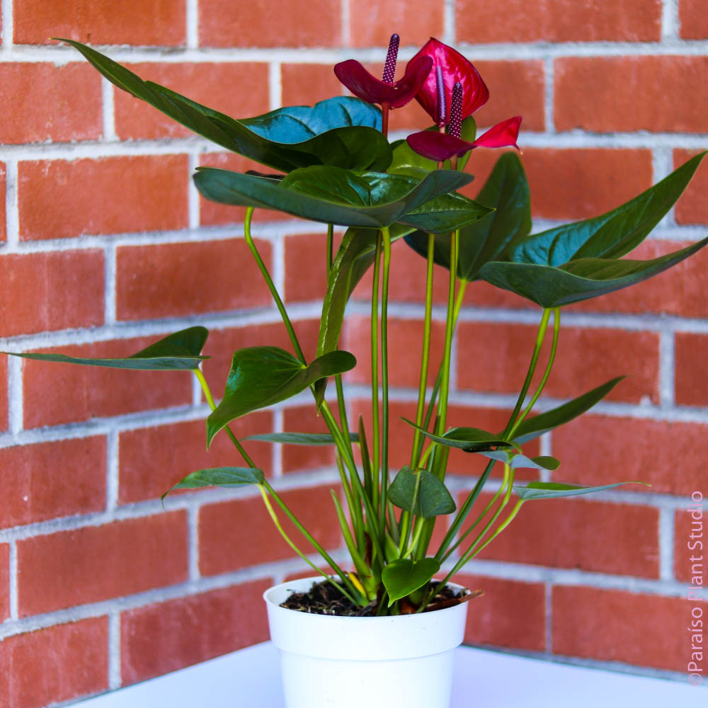 anthurium espace 6in Anthurium