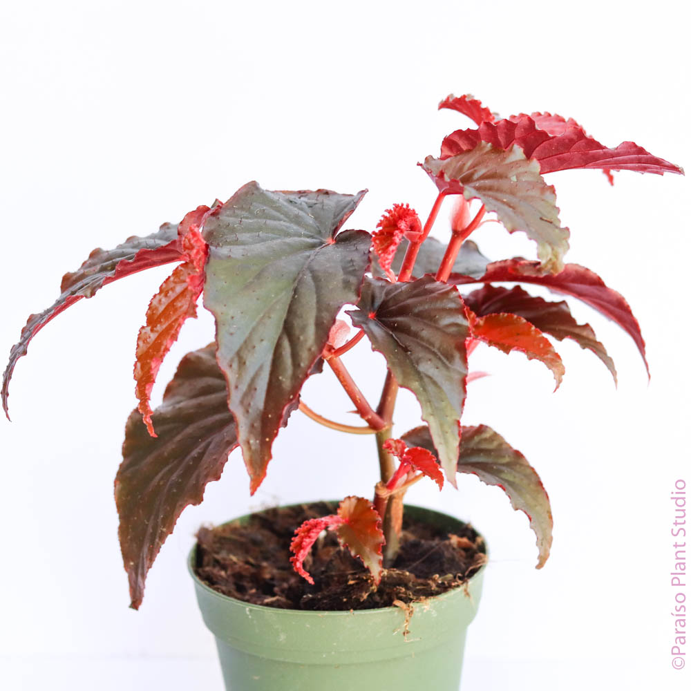 angel wing begonia house plants 4in Angel Wing Begonia – Paraíso Plant Studio