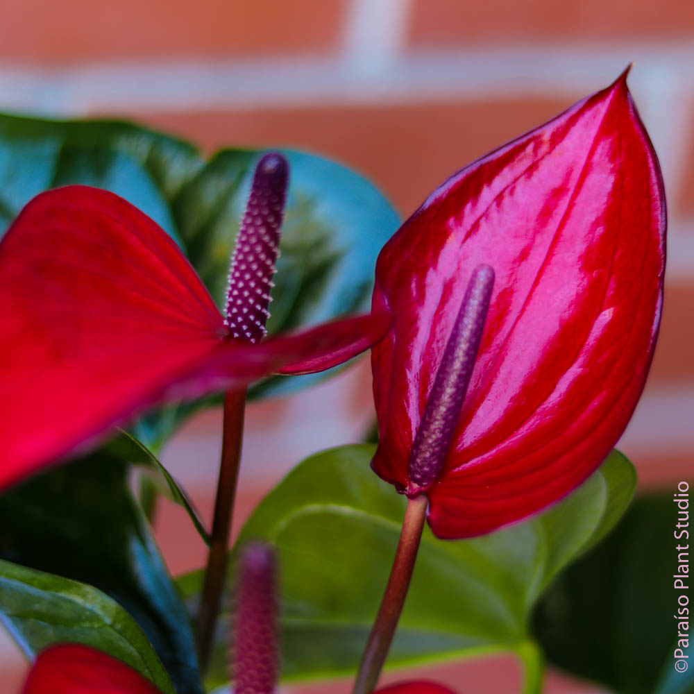 anthurium flower cost 6in Anthurium
