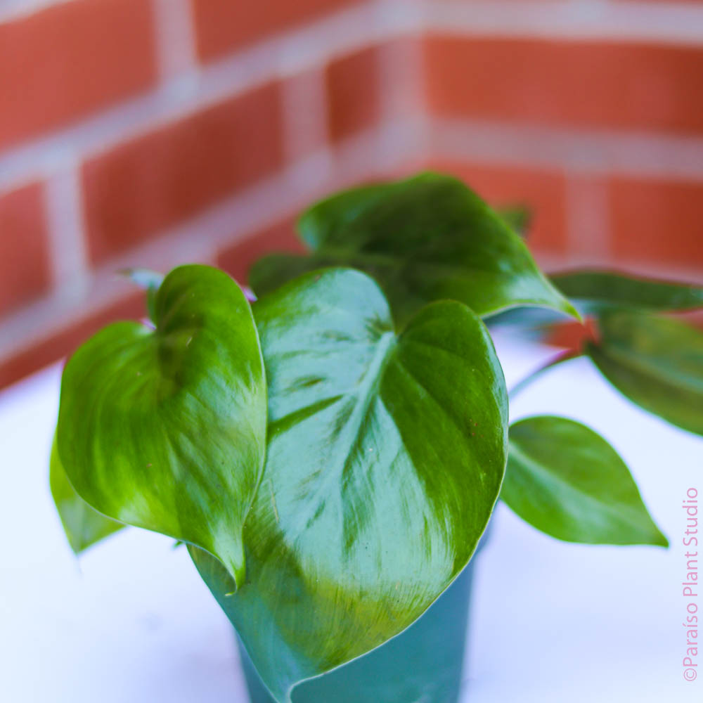 small philodendron plant Philodendron Cordatum