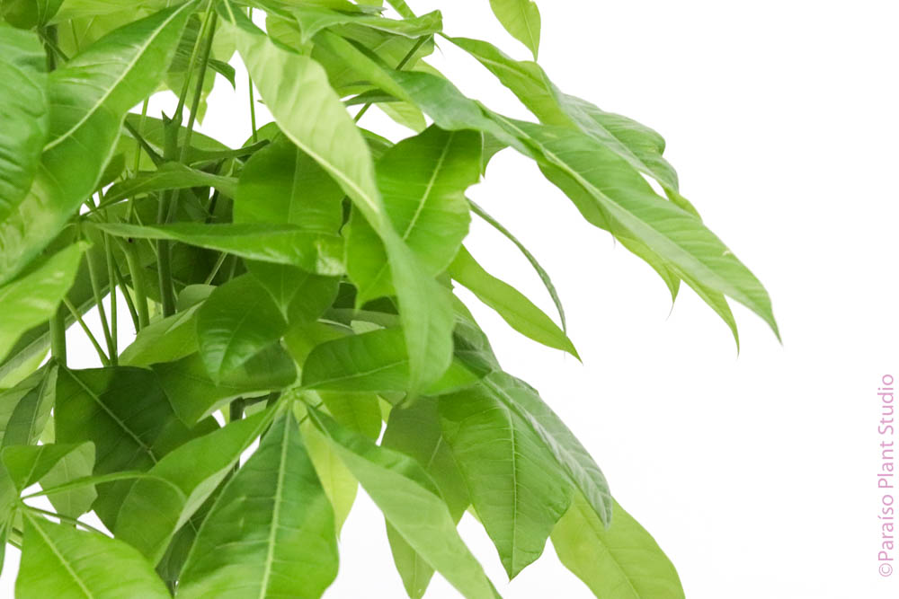 money tree with 8 leaves Pachira aquatica 'Braided Money Tree'