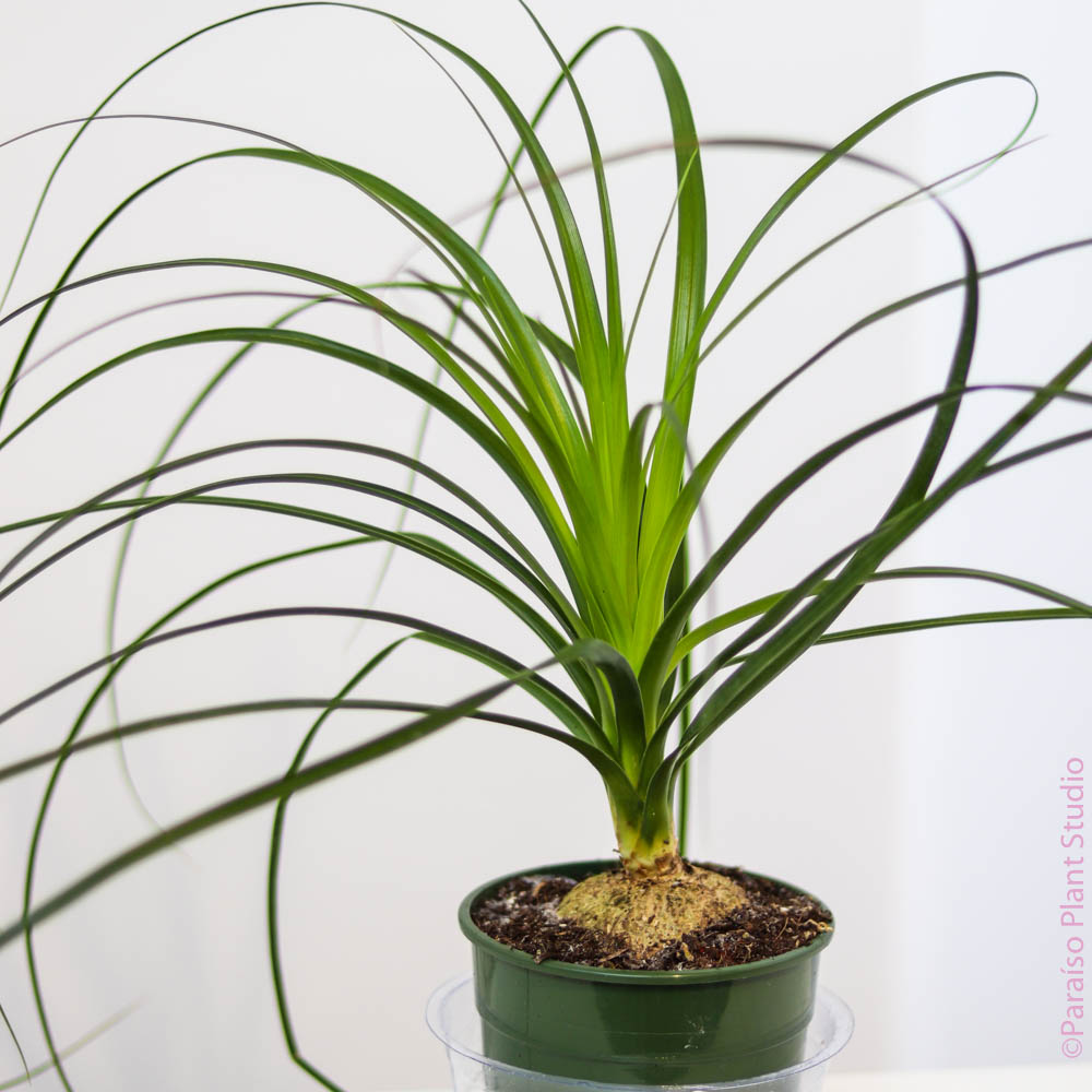 ponytail stump palm 6in Palm Ponytail Stump