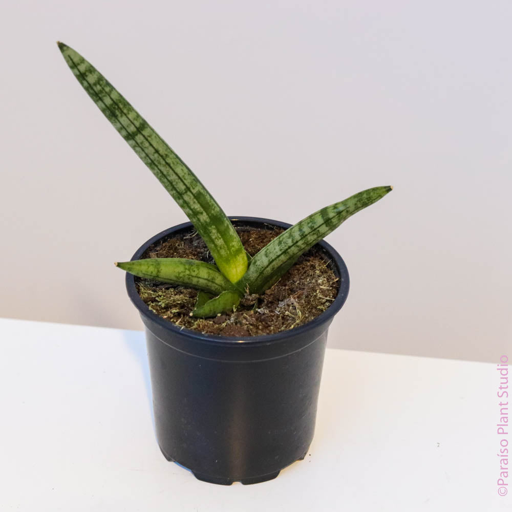 Sansevieria Starfish – Paraíso Plant Studio