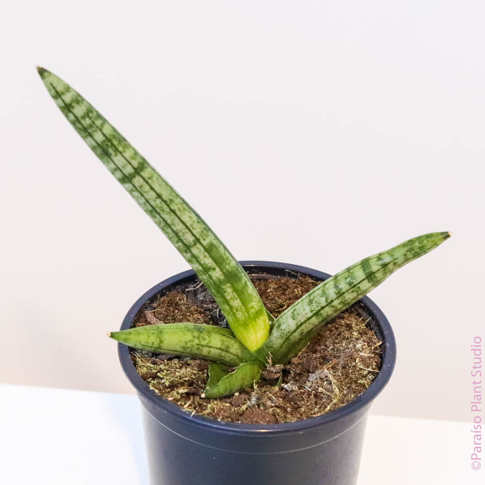 rare starfish snake plant Sansevieria Starfish - Snake Plant