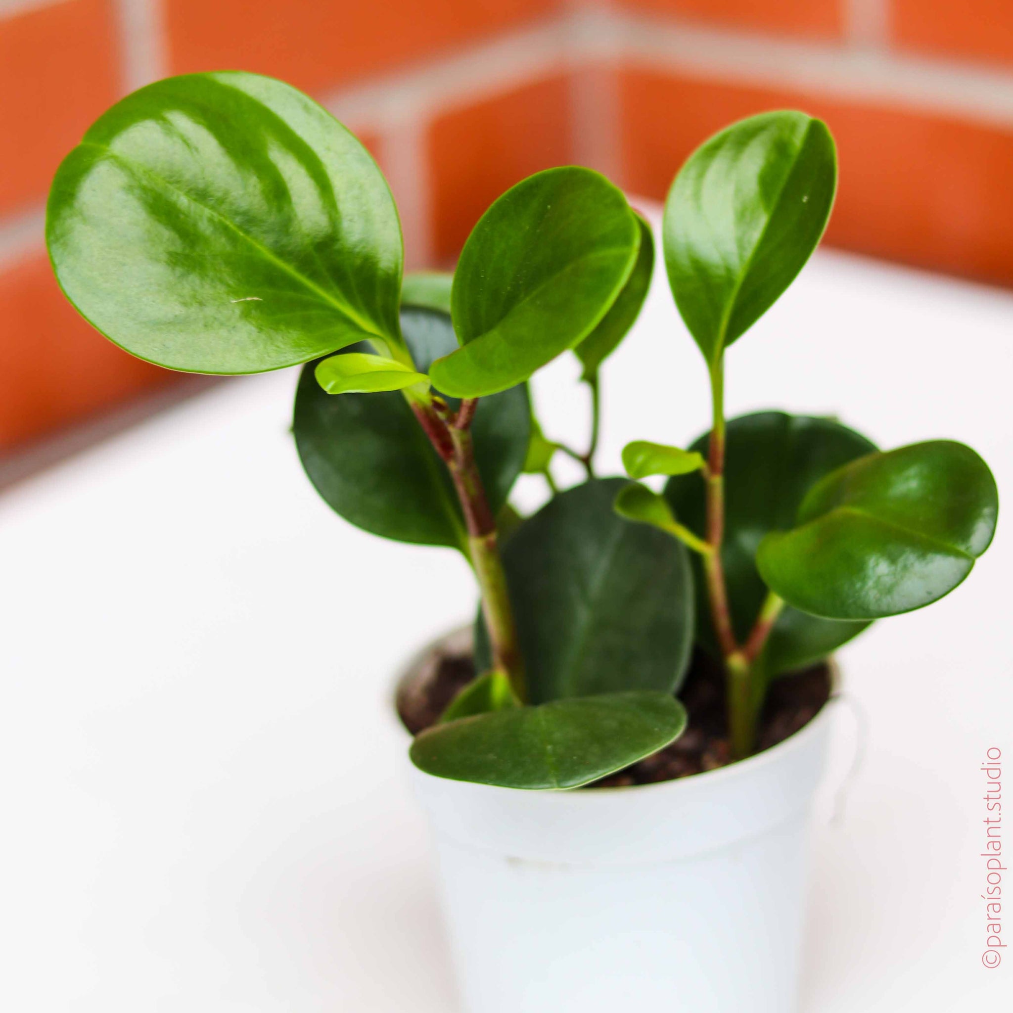 peperomia obtusifolia hanging plant 4in Peperomia Obtusifolia – Paraíso Plant Studio
