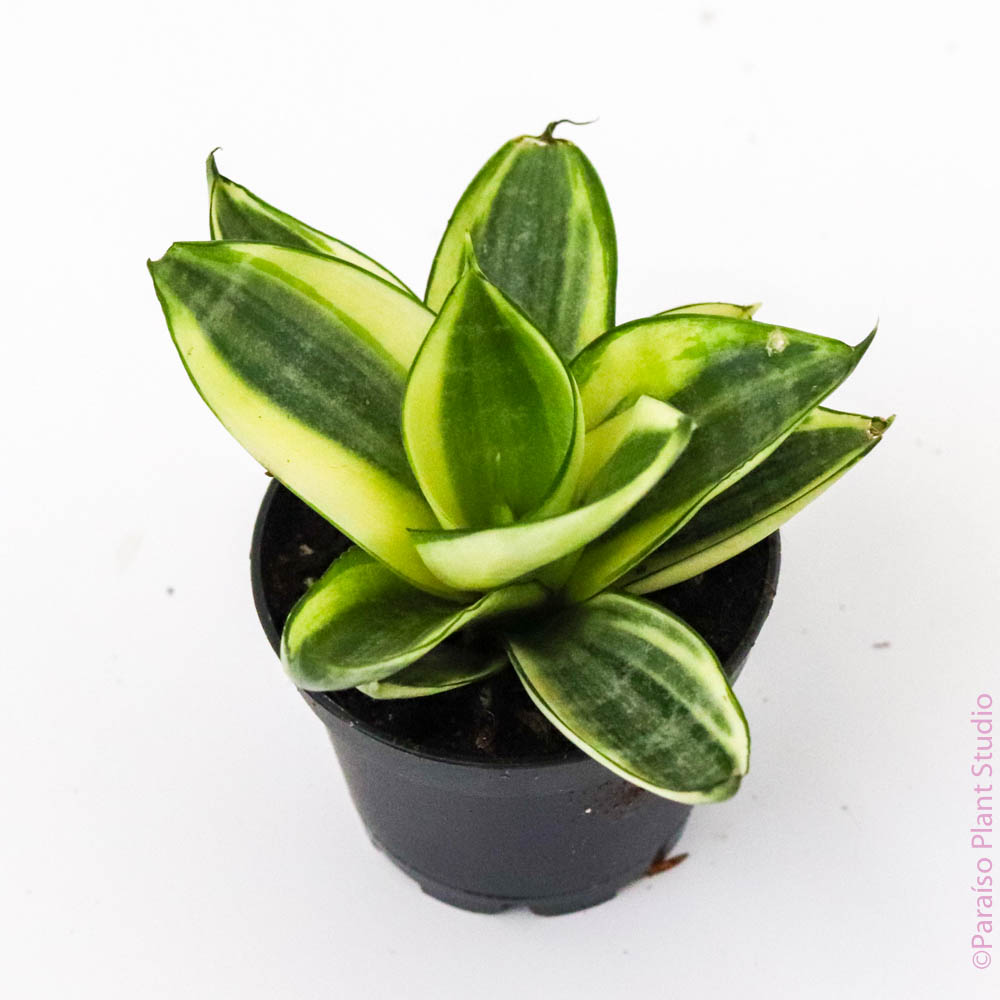 golden hahnii birdsnest snake plant 4in Birds Nest Sansevieria ‘Hahnii’