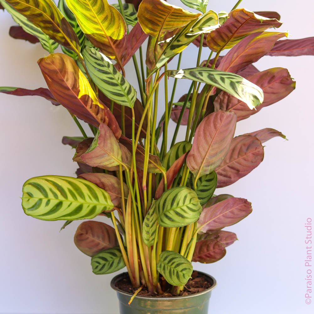 burle marx calathea live plant in a 6 inch pot Calathea Burle Marx 6 inch / 6 inch Terracotta Pot by Succulents Box