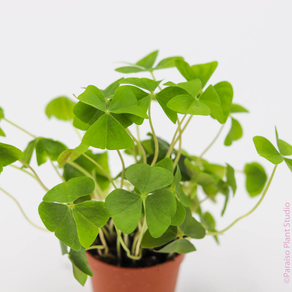 shamrock house plants 2in Oxalis Triangularis