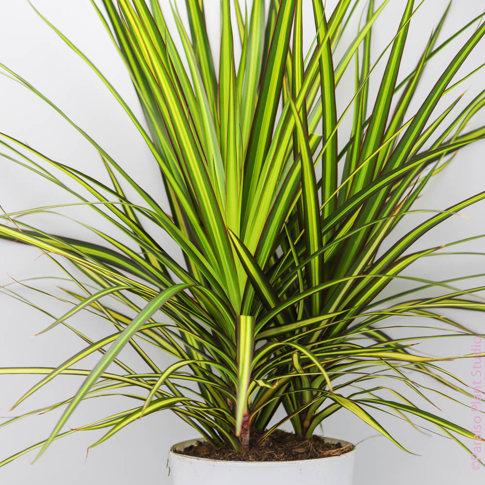 dracaena 'marginata sunray' 6in Dracaena Sunray
