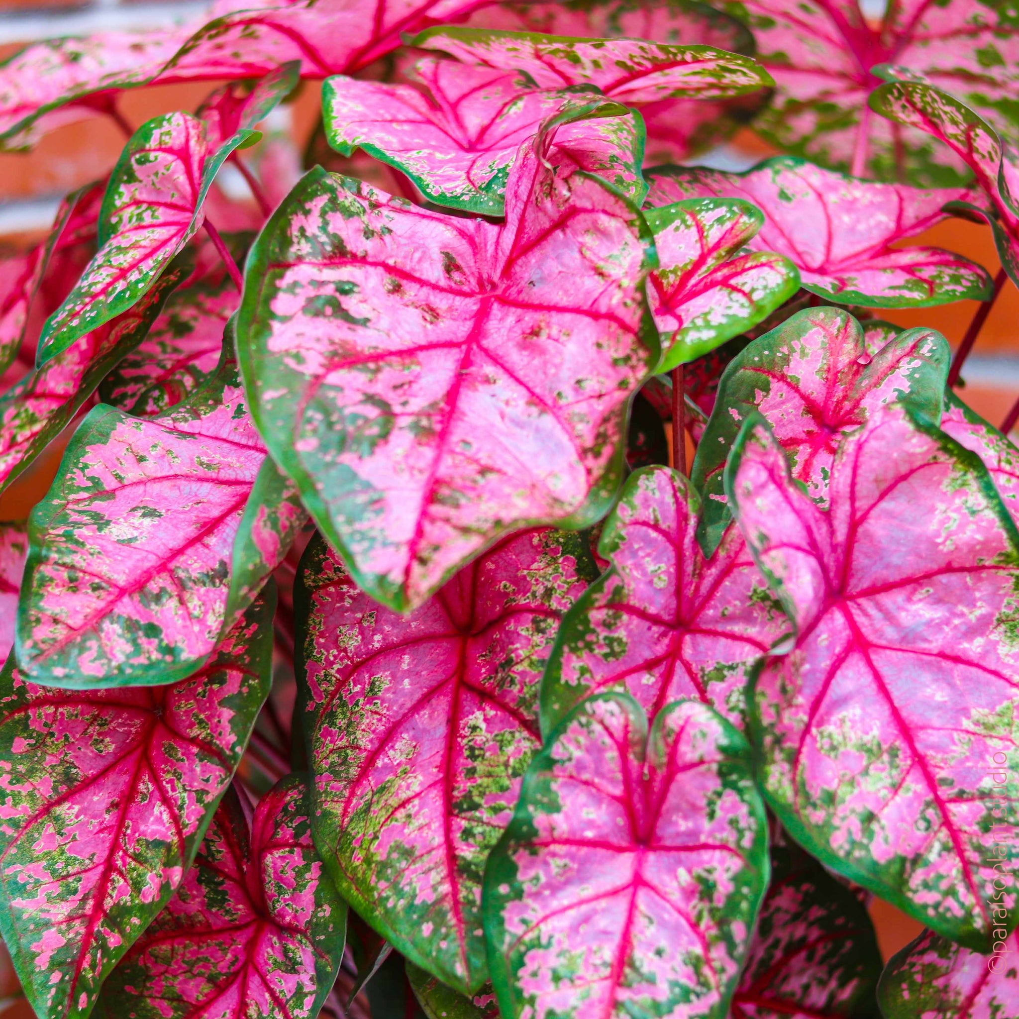 Caladium 'Pink Beauty’
