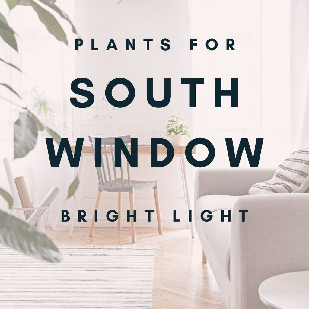 What direction do your windows face? Plants for South Window, bright light.