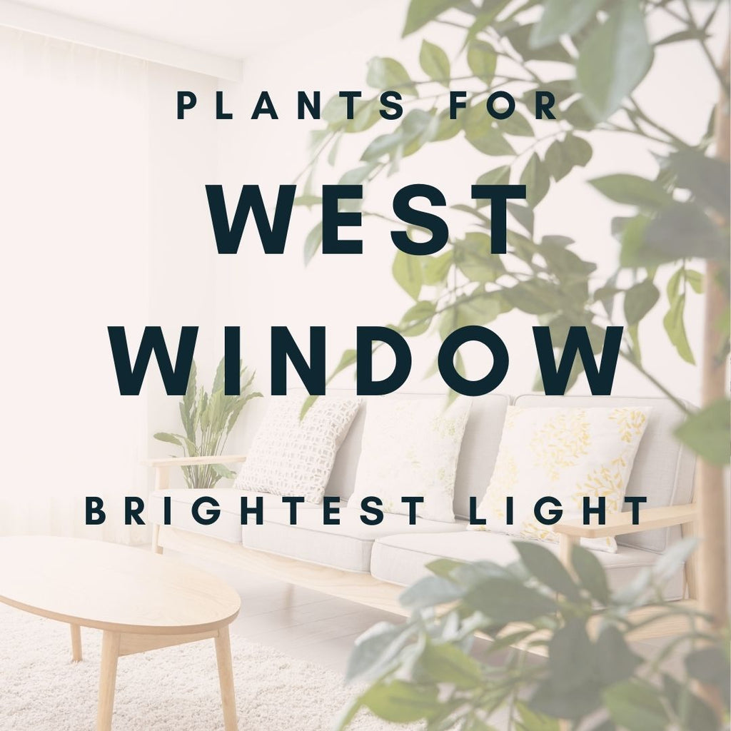 What direction do your windows face? Plants for West Window, the brightest light.