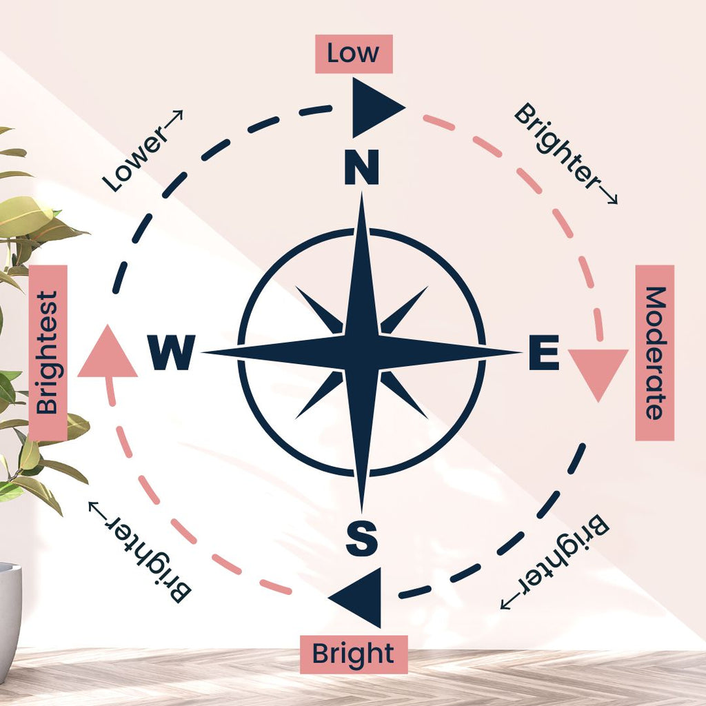Understanding Light – Paraíso Plant Studio