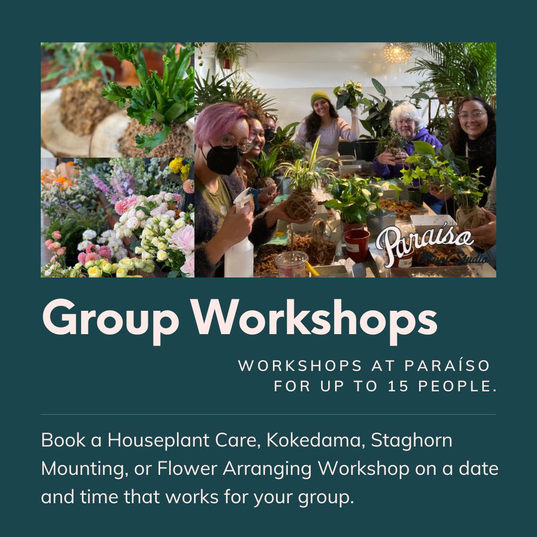 house plant workshop Private Group Workshop – Paraíso Plant Studio