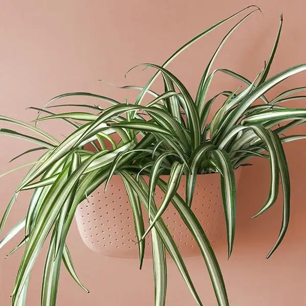 spider plant wall planter Eco Wall Planter