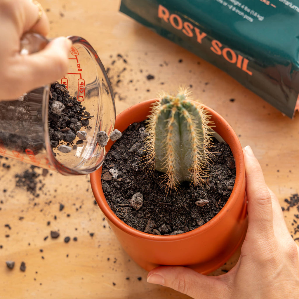 Two hands planting a cactus with Rosy Soil cactus and succulent mix