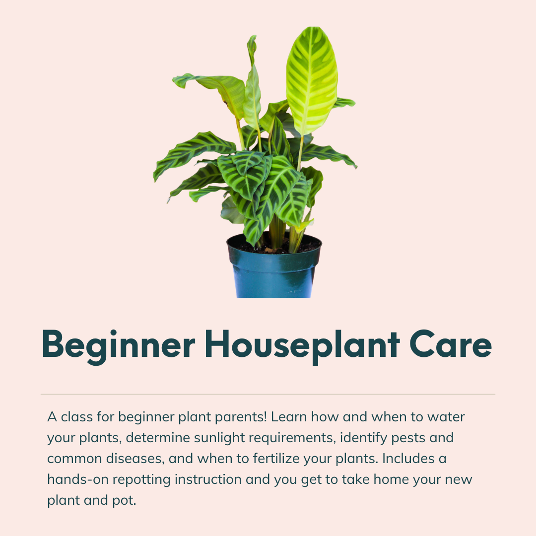 house plant classes Workshop: Houseplant Care Beginner