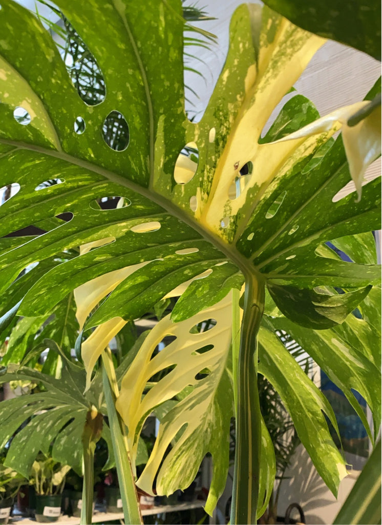 Monstera Deliciosa 'Thai Constellation'