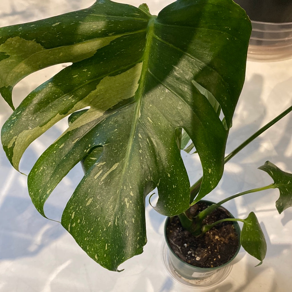 Monstera Deliciosa 'Thai Constellation'