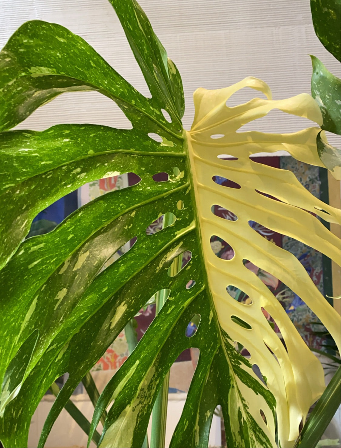 monstera deliciosa variegated thai constellation Monstera Deliciosa 'Thai Constellation' – Paraíso Plant Studio