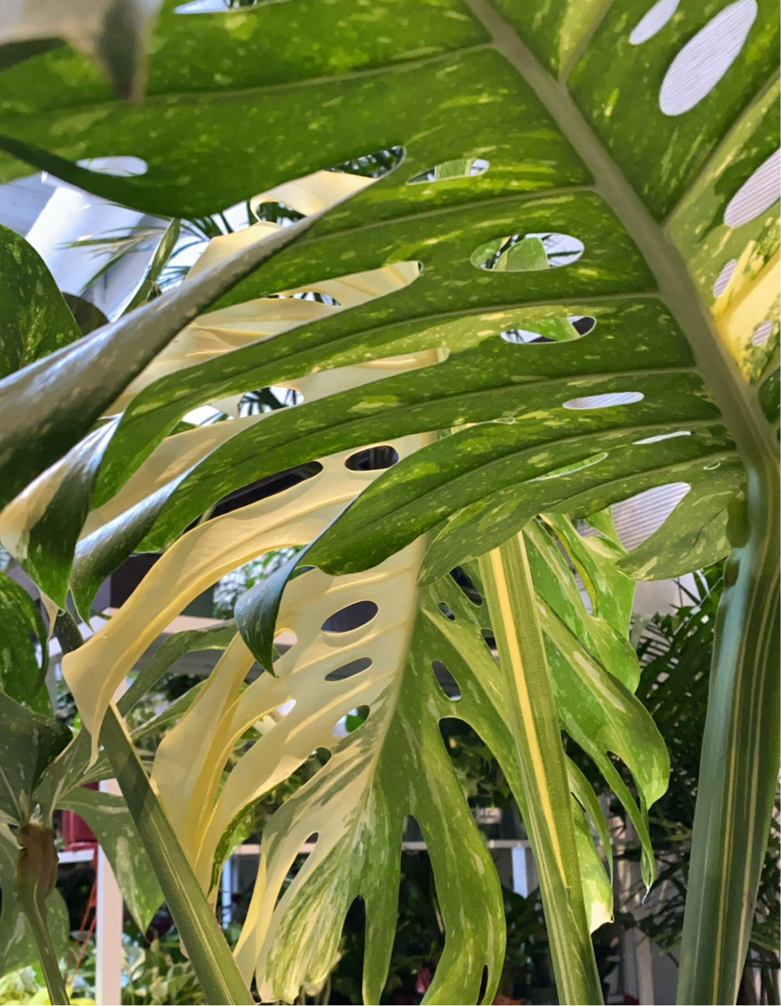 monstera double fenestration Monstera Deliciosa 'Thai Constellation' – Paraíso Plant Studio