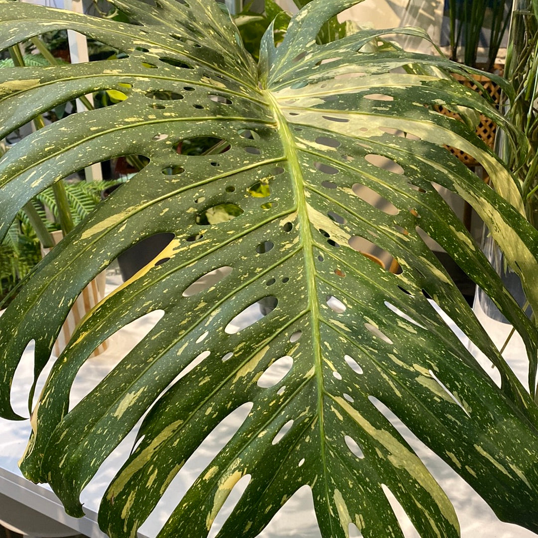 monstera deliciosa fenestration Monstera Deliciosa 'Thai Constellation' – Paraíso Plant Studio