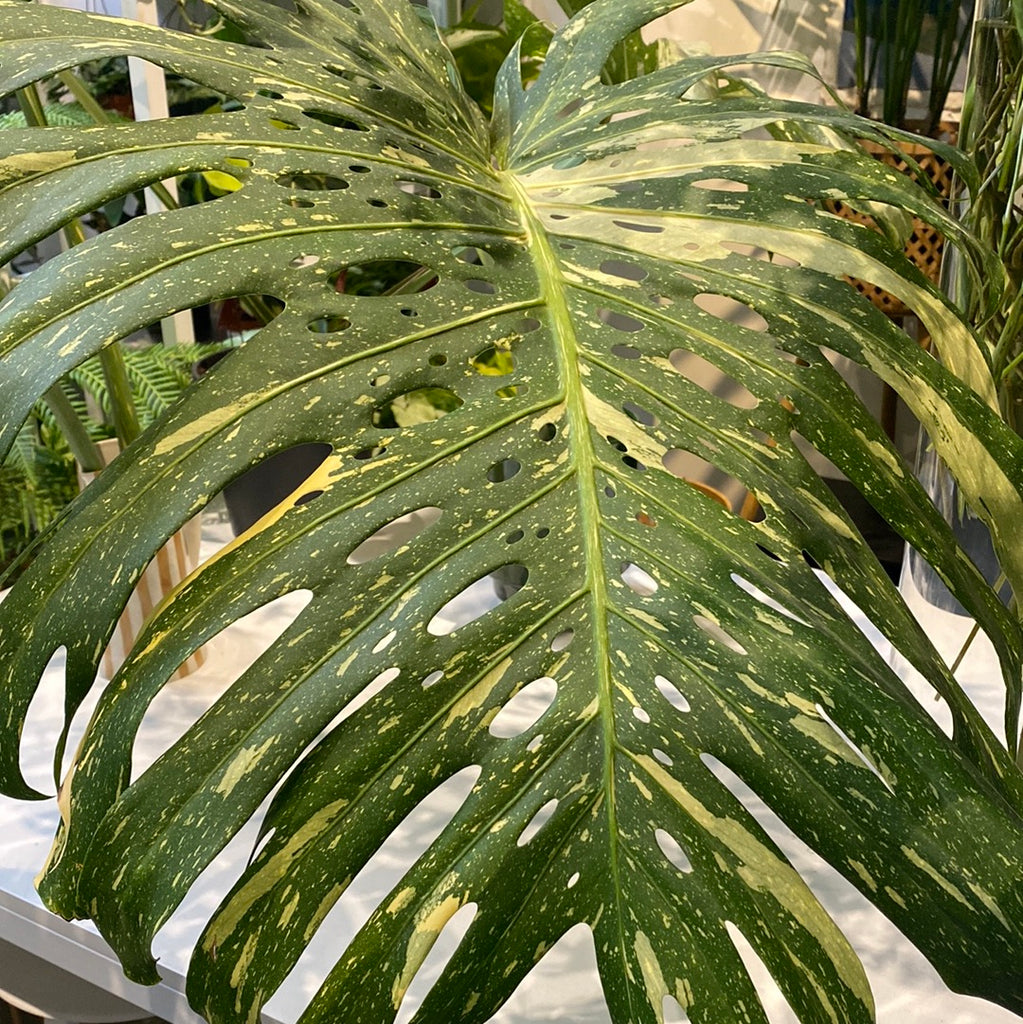 Monstera Deliciosa 'Thai Constellation'