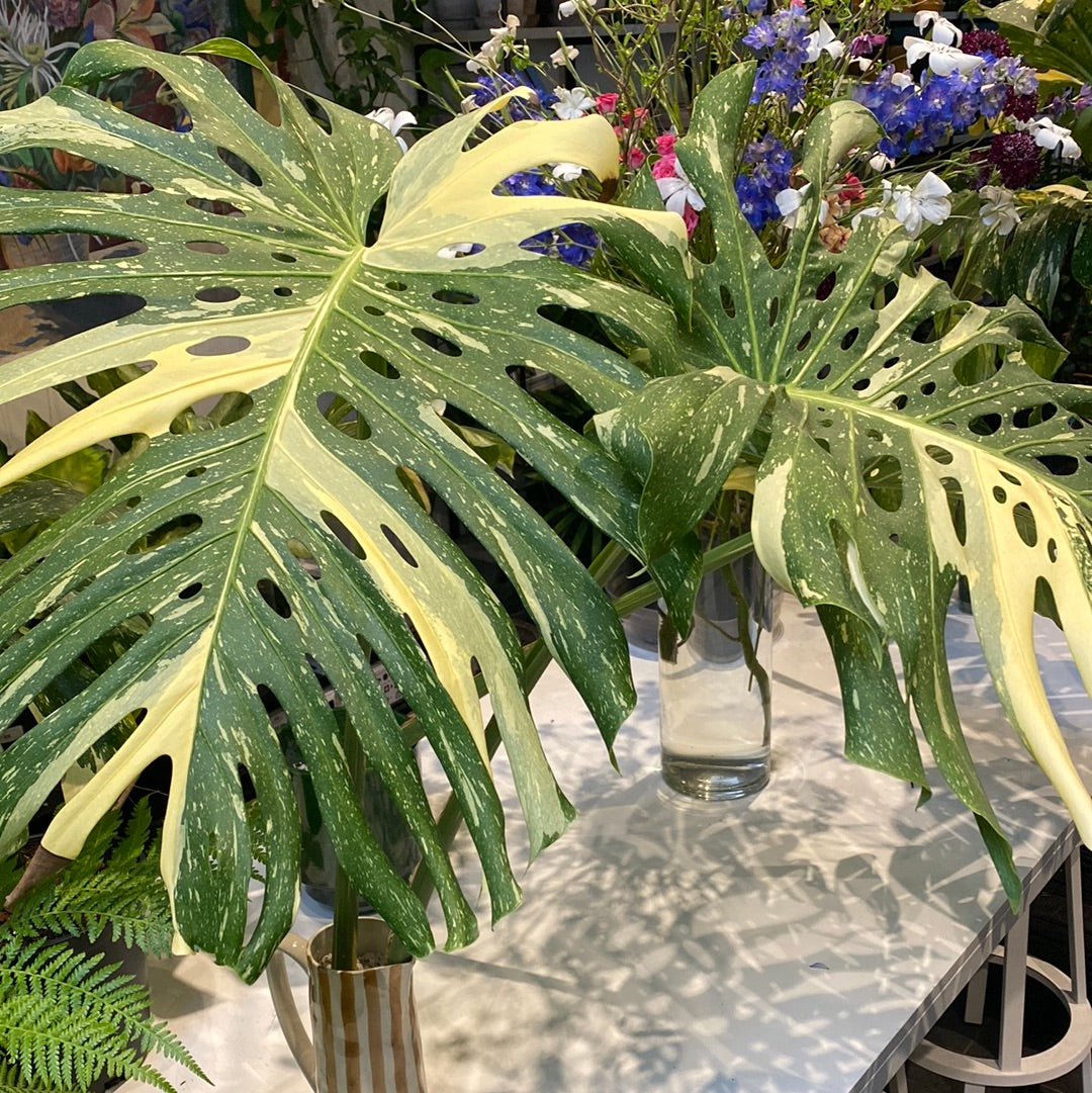 thai constellation moss pole Monstera Deliciosa 'Thai Constellation'