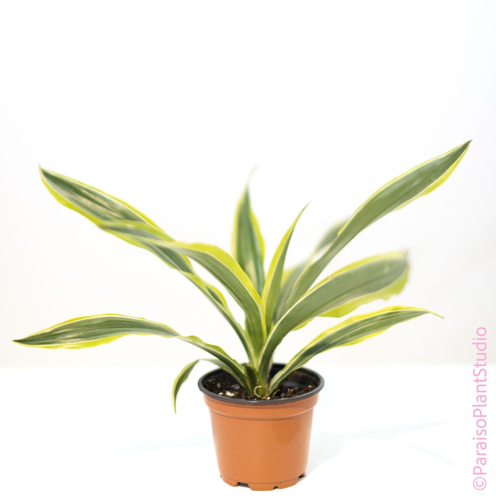 lemon lime house plant 4in Dracaena Lemon Lime
