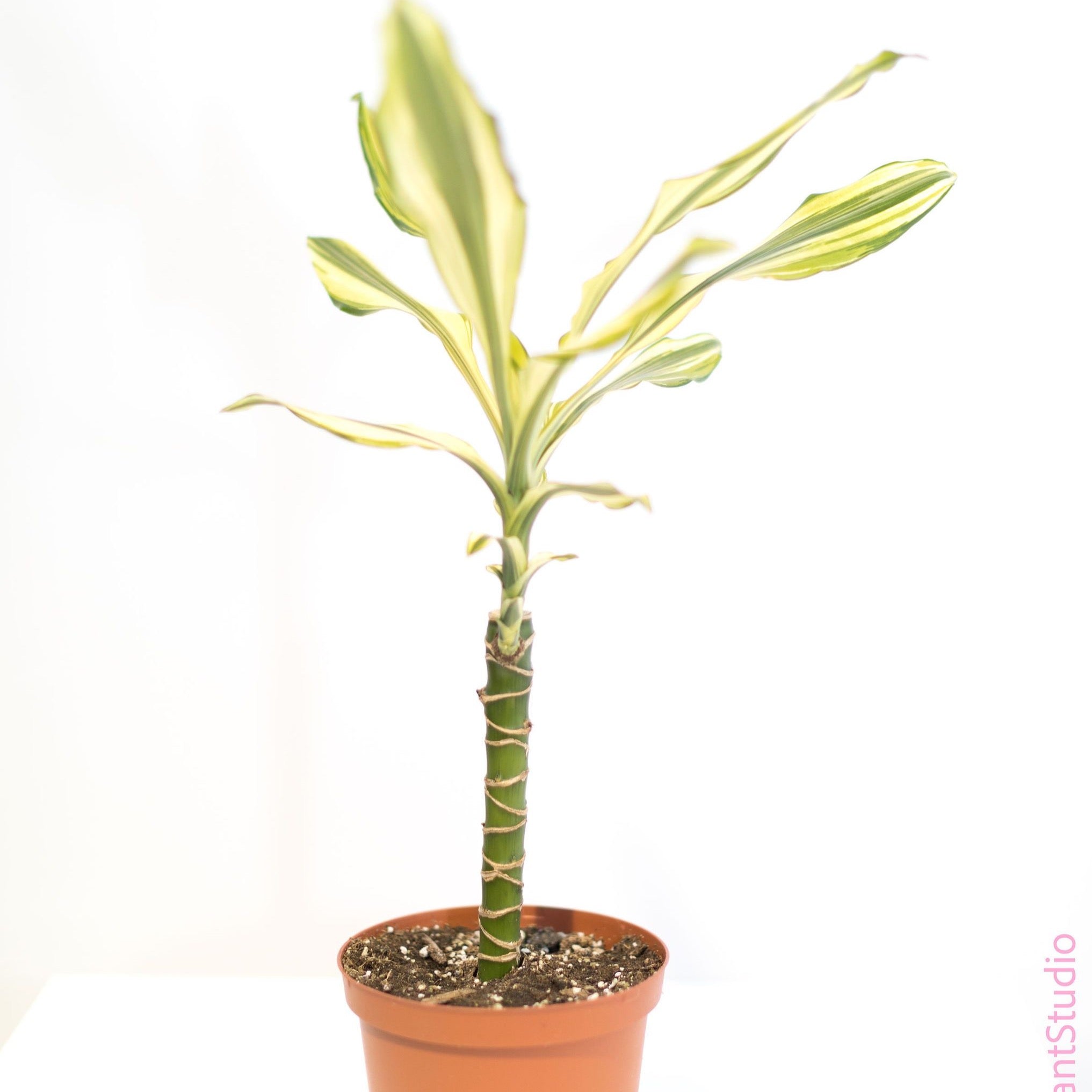 dracaena sol plant 6in Dracaena Stednereii Sol Cane