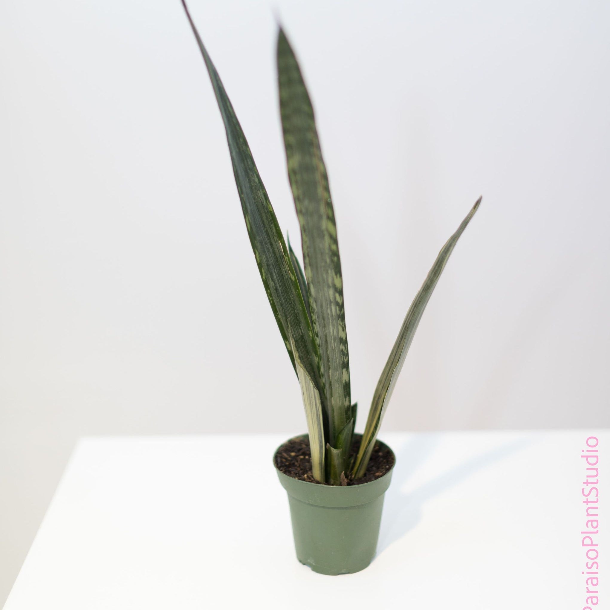 sansevieria whitney silver flame Sansevieria 'Silver Flame'