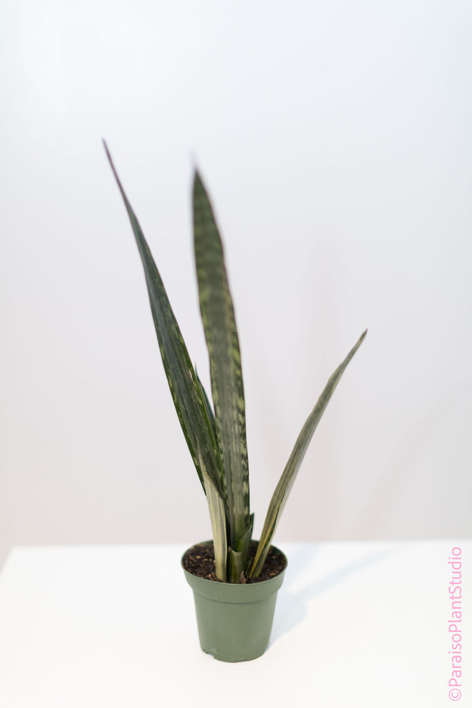 4in Sansevieria Silver Flame