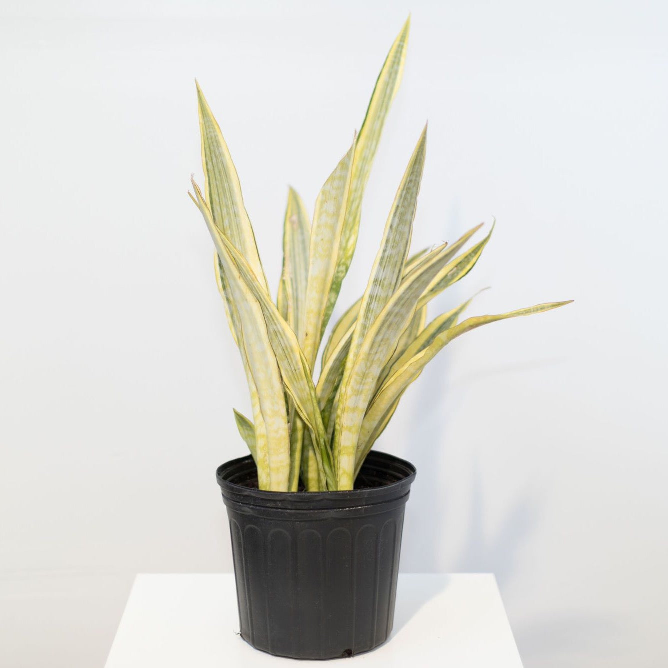 yellowish snake plant 10in Sansevieria Yellow Stone