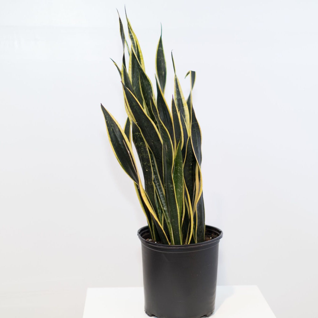 black gold snake plant near me 10in-14in Sansevieria Black Gold – Paraíso Plant Studio