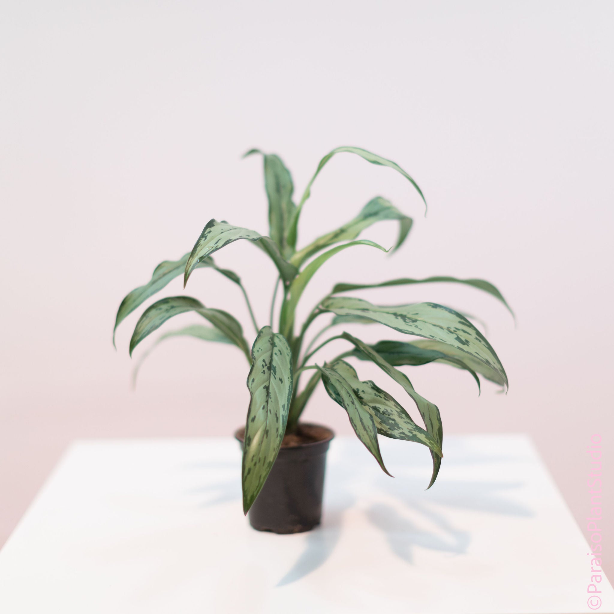 white stem cutlass aglaonema 4in Aglaonema Cutlass – Paraíso Plant Studio