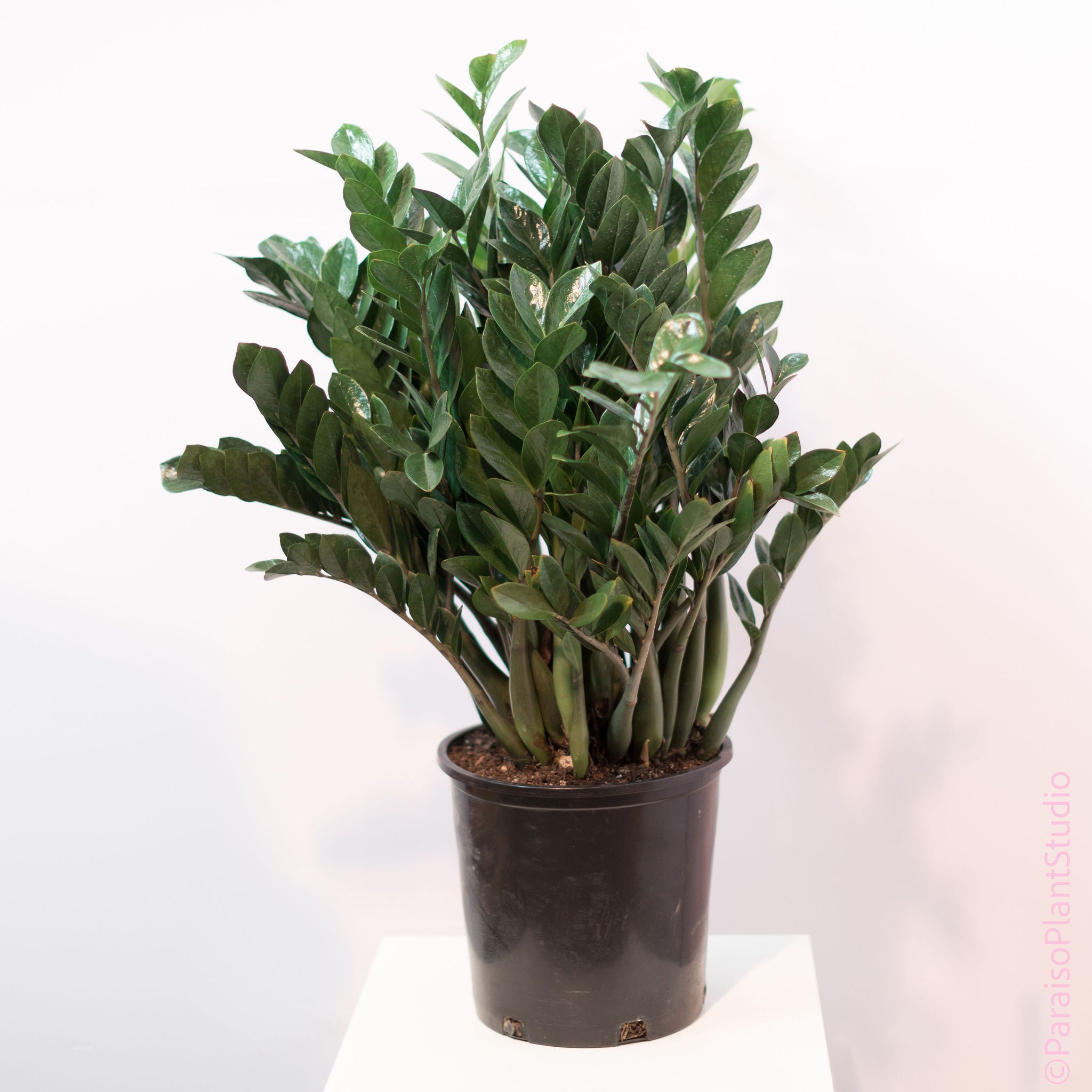 50cm zz plant pot 14cm 14in ZZ Plant