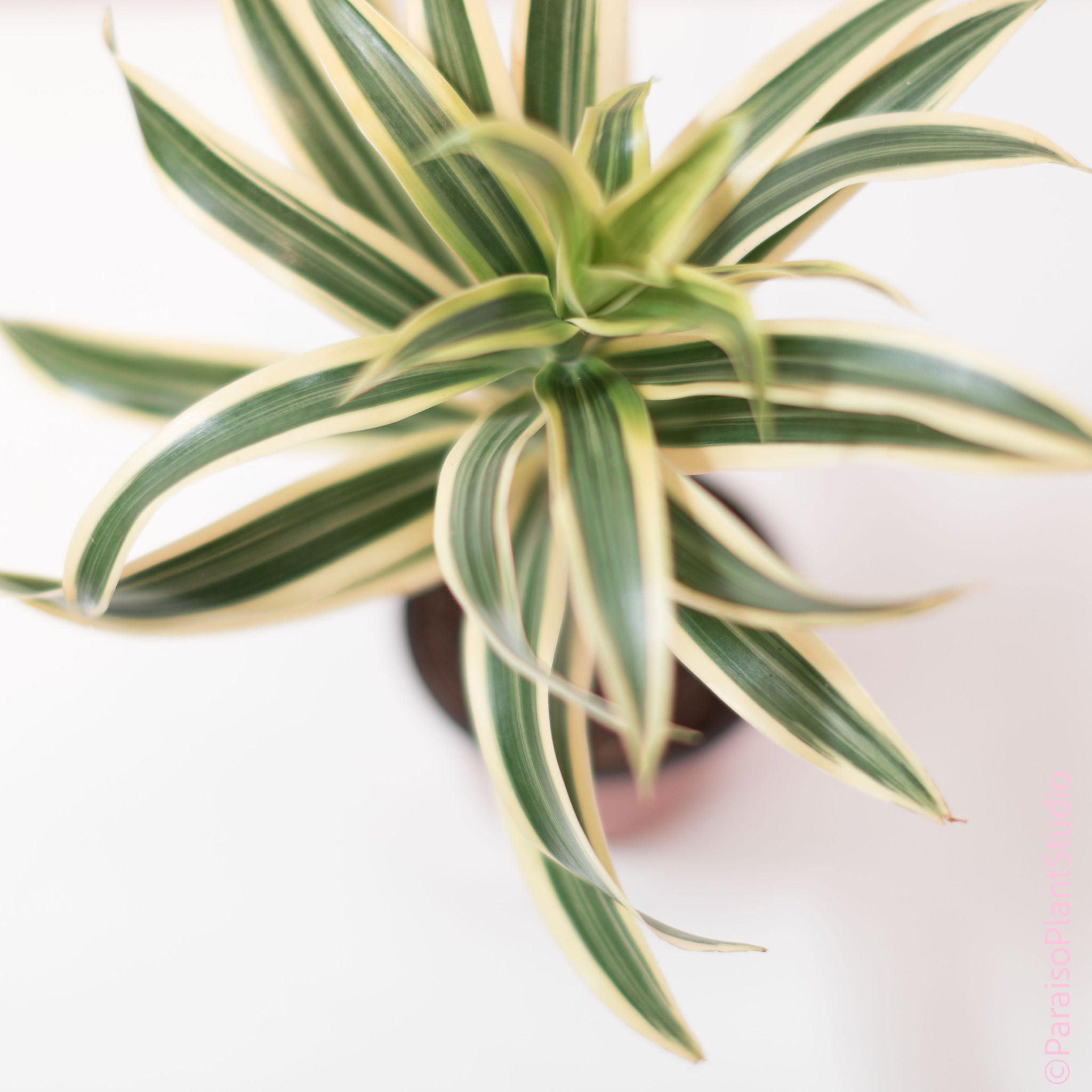 spider plant vs song of india 8in-10in Dracaena Song of India – Paraíso Plant Studio