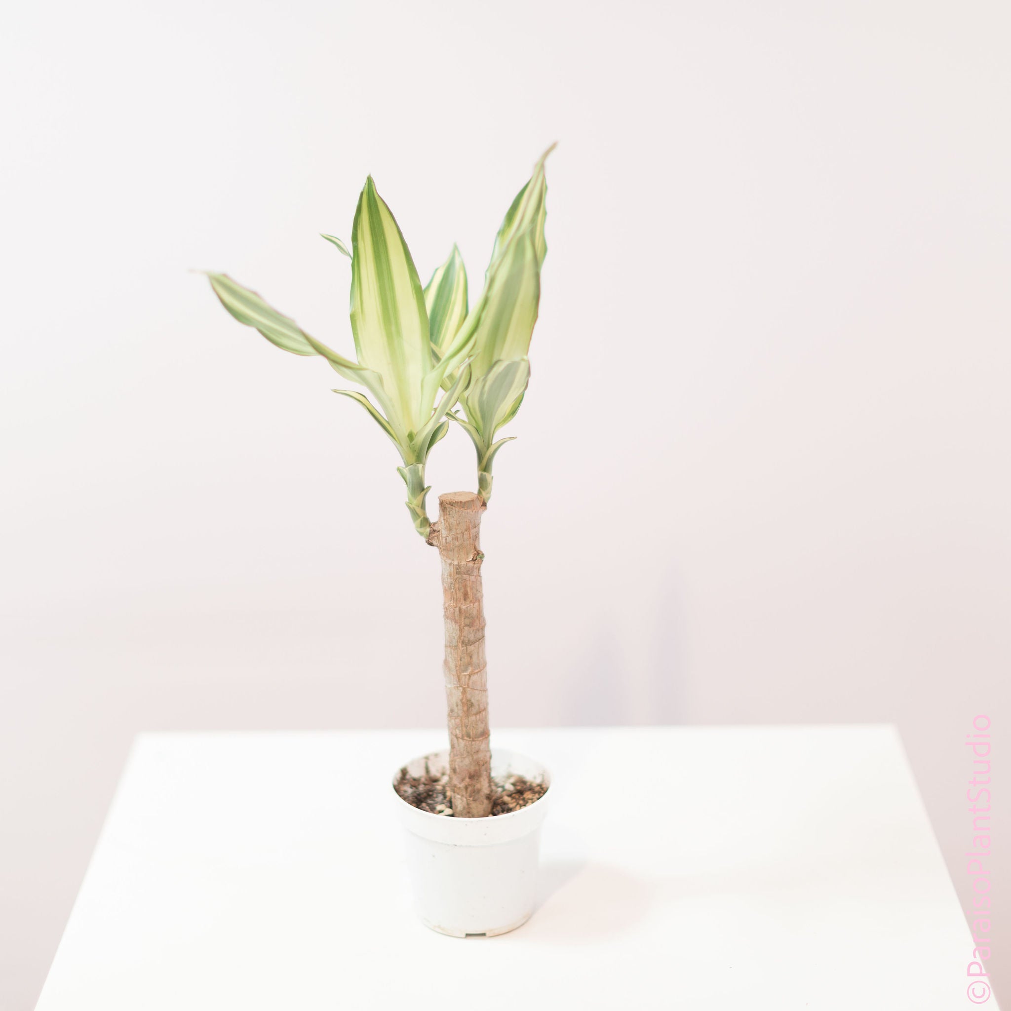 dracaena fragrans sol 4in Dracaena Stednereii Sol Cane
