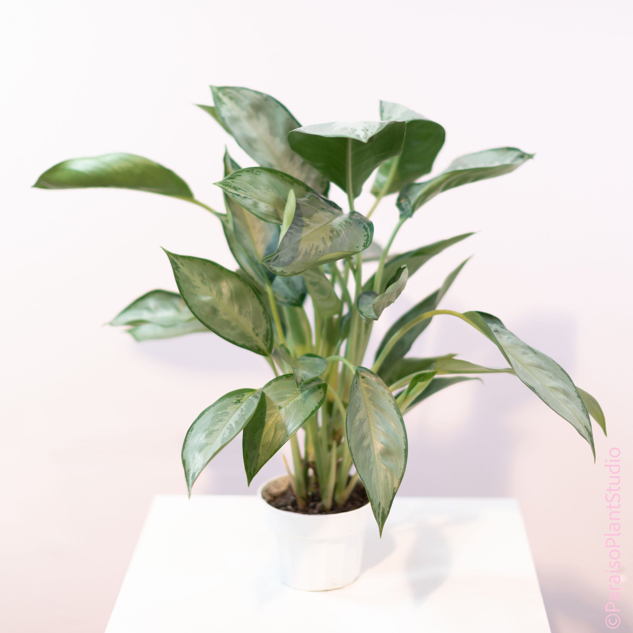 aglaonema silverado 6in-10in Aglaonema Silverado