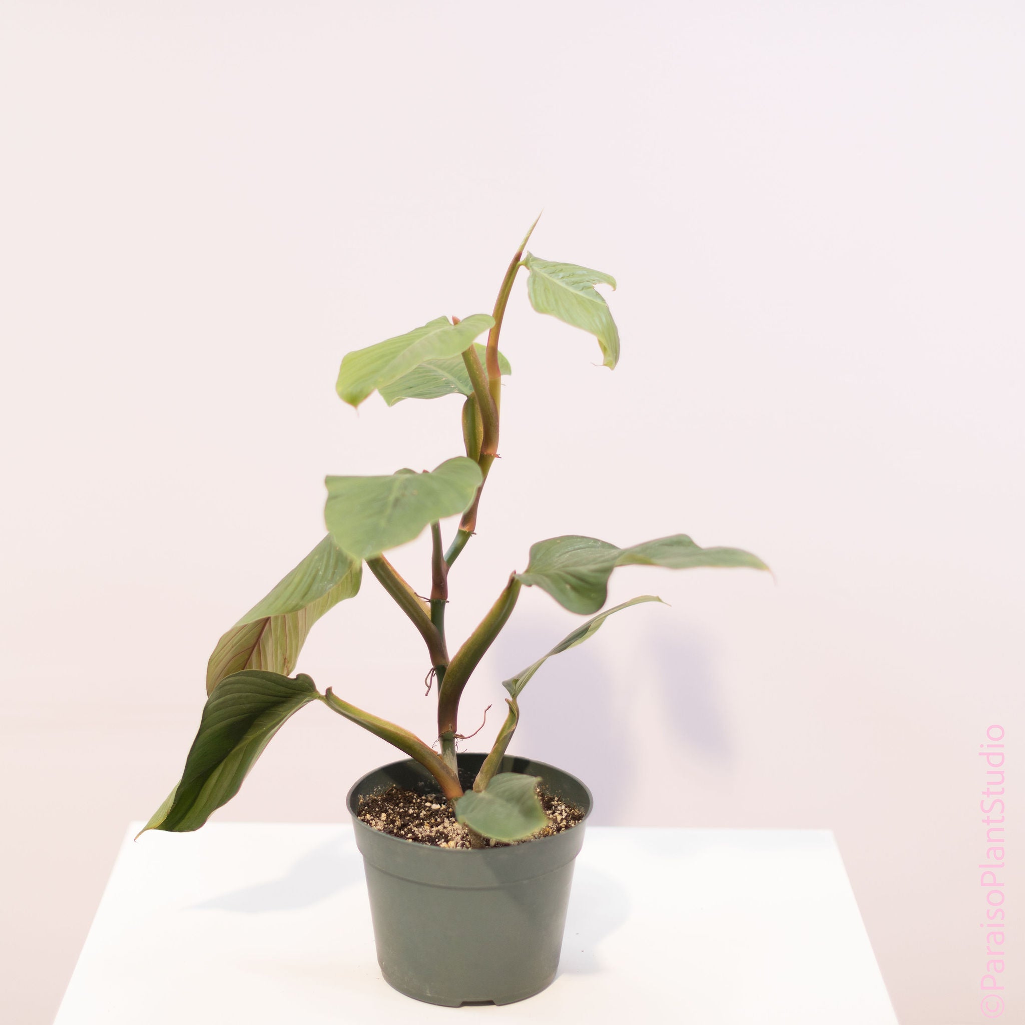 philodendron melanoneuron 6in Philodendron Melanoneuron