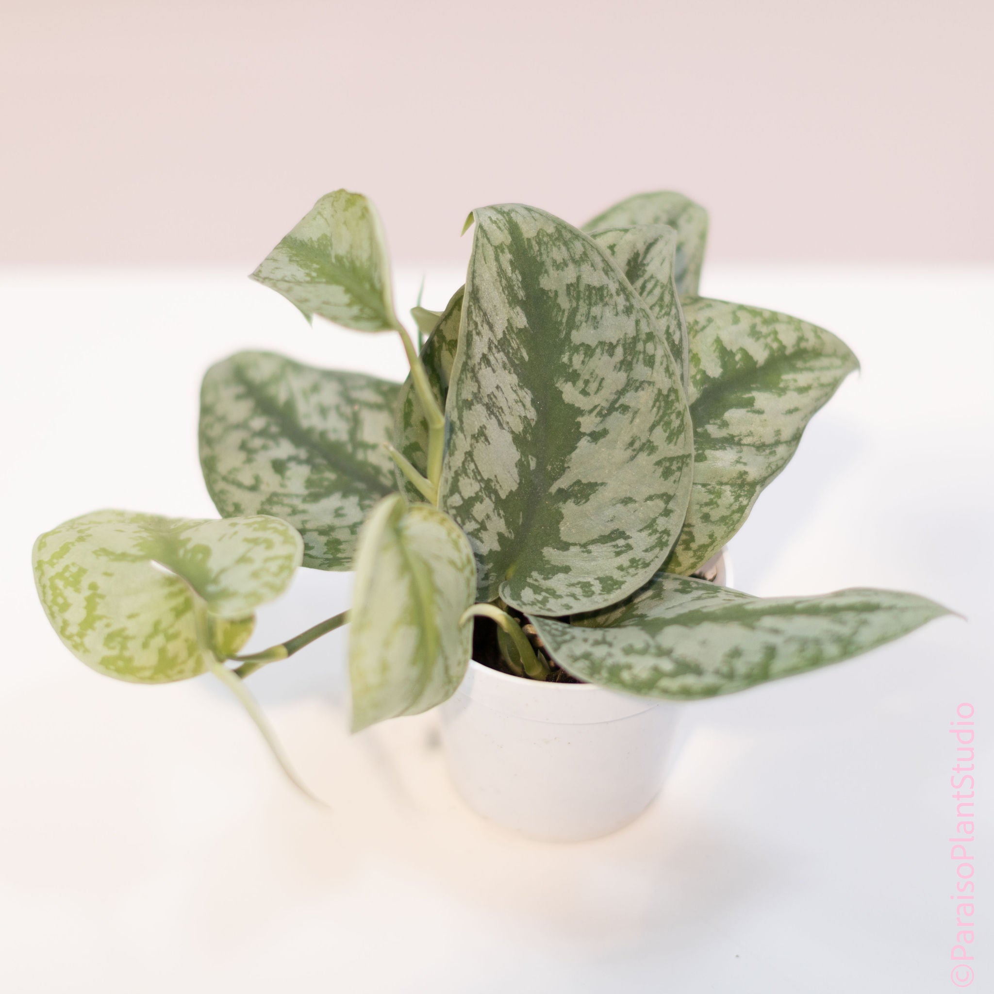philodendron silver splash Silver Splash Pothos - Scindapsus Pictus Exotica 4 Grower Pot - Indoor, Easy to Grow Houseplant