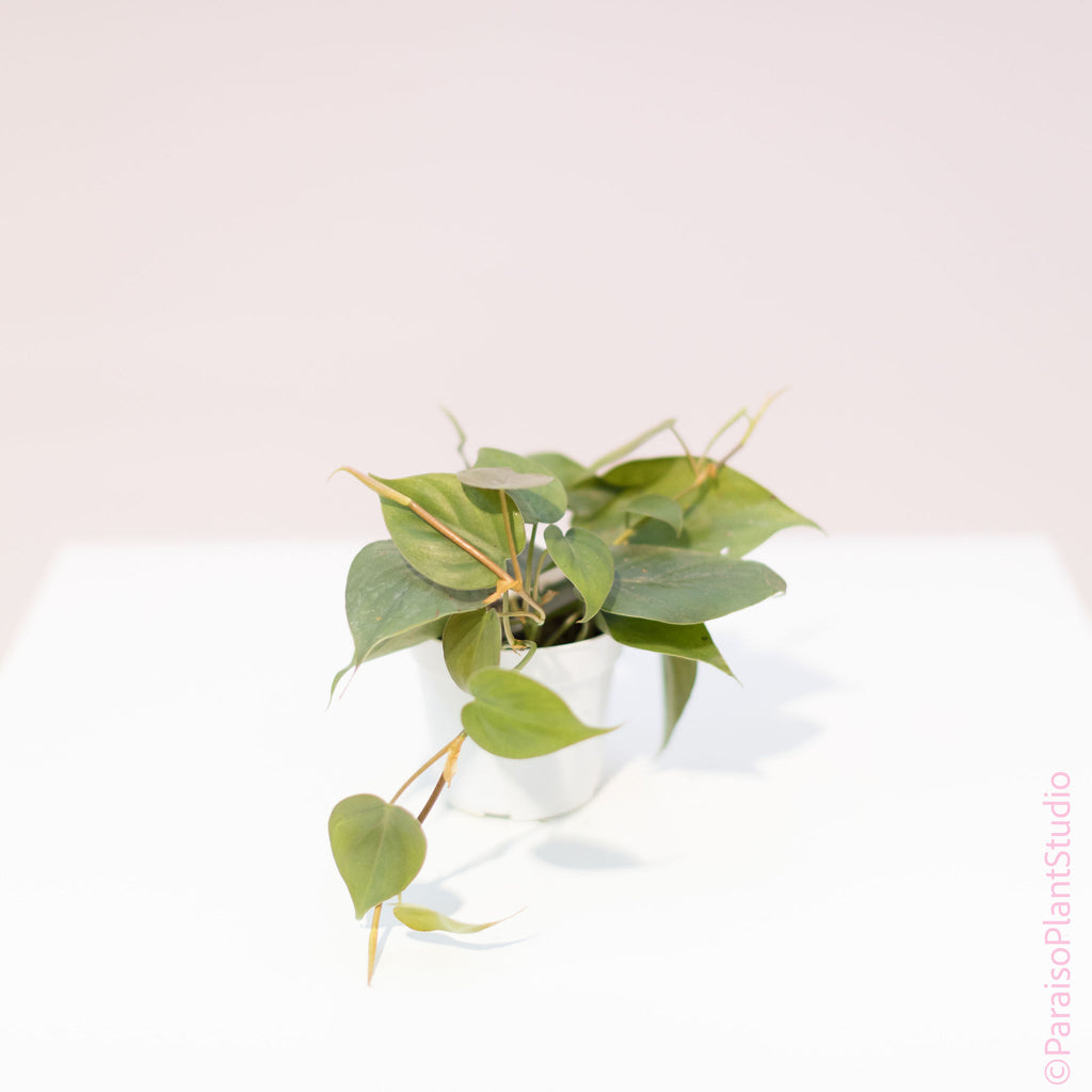 philodendron cordatum light Philodendron Cordatum