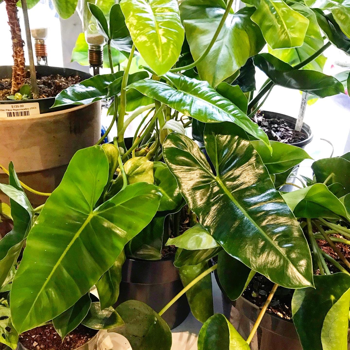 philodendron burle marx price 8in Philodendron Burle Marx