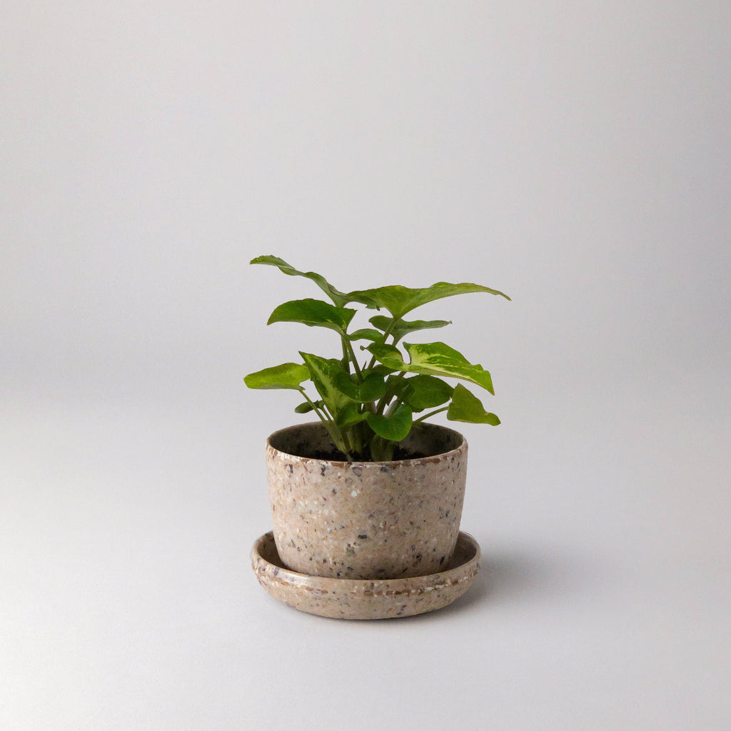 Mini Planter - Coffee Bean Husk