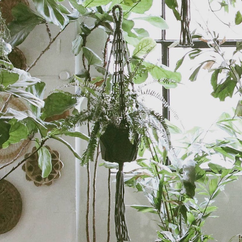 plant hanger near me Plant Hanger