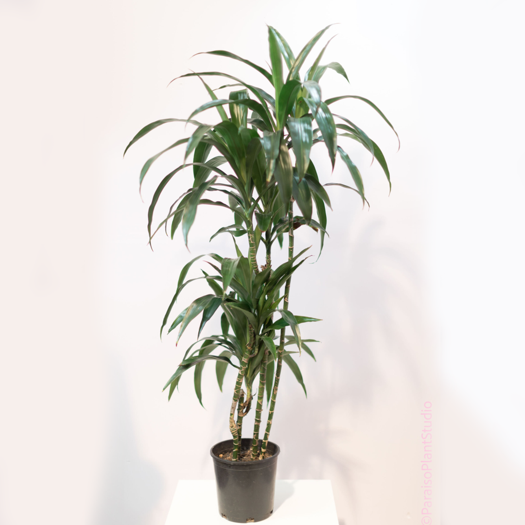 Dracaena Lisa