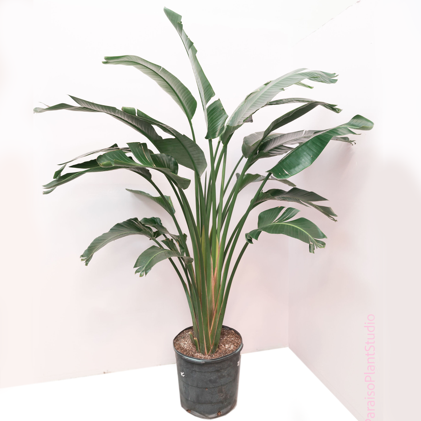 house plant paradise 14-17in 5-7ft Bird of Paradise