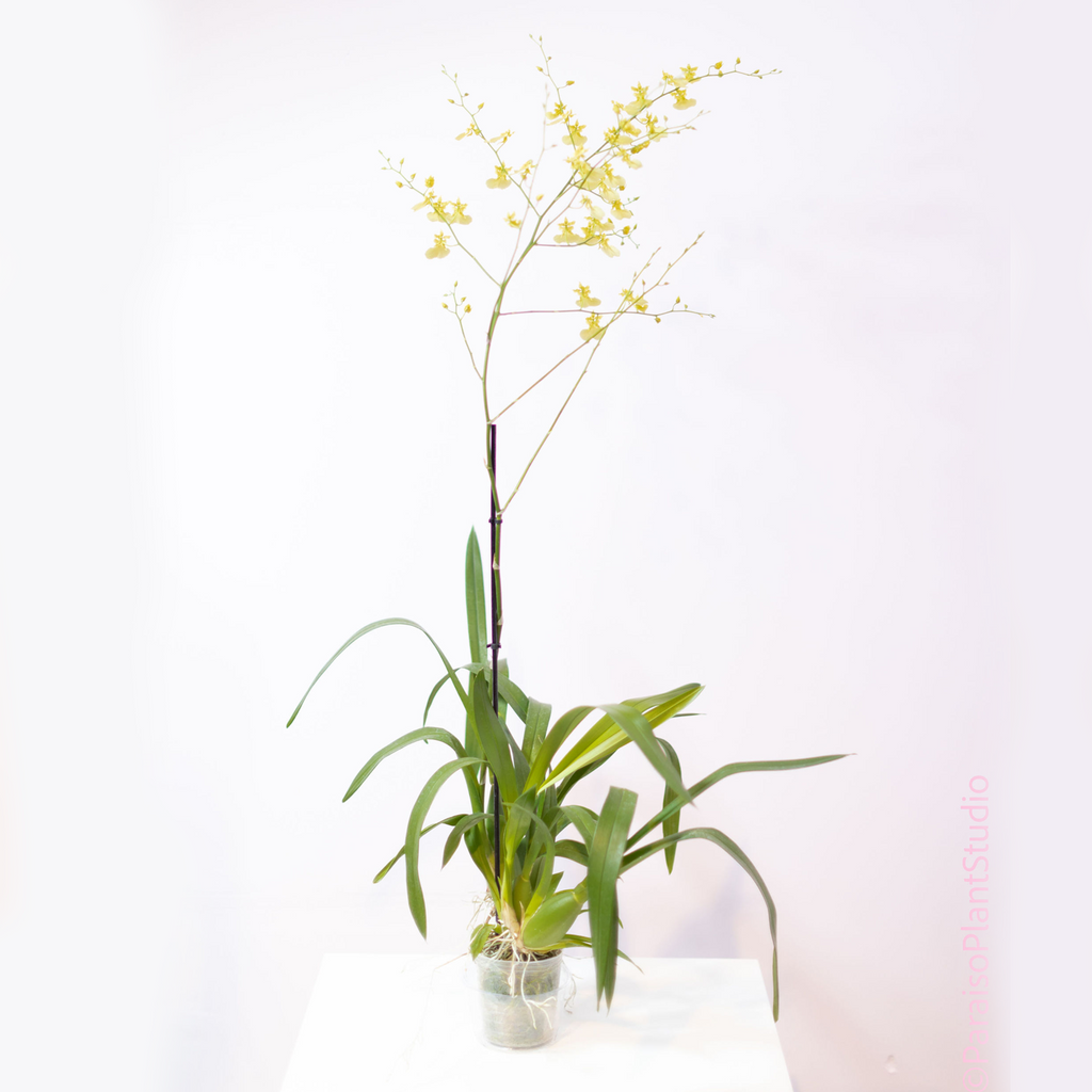 4in Oncidium Orchid 'Dancing Lady Orchid'