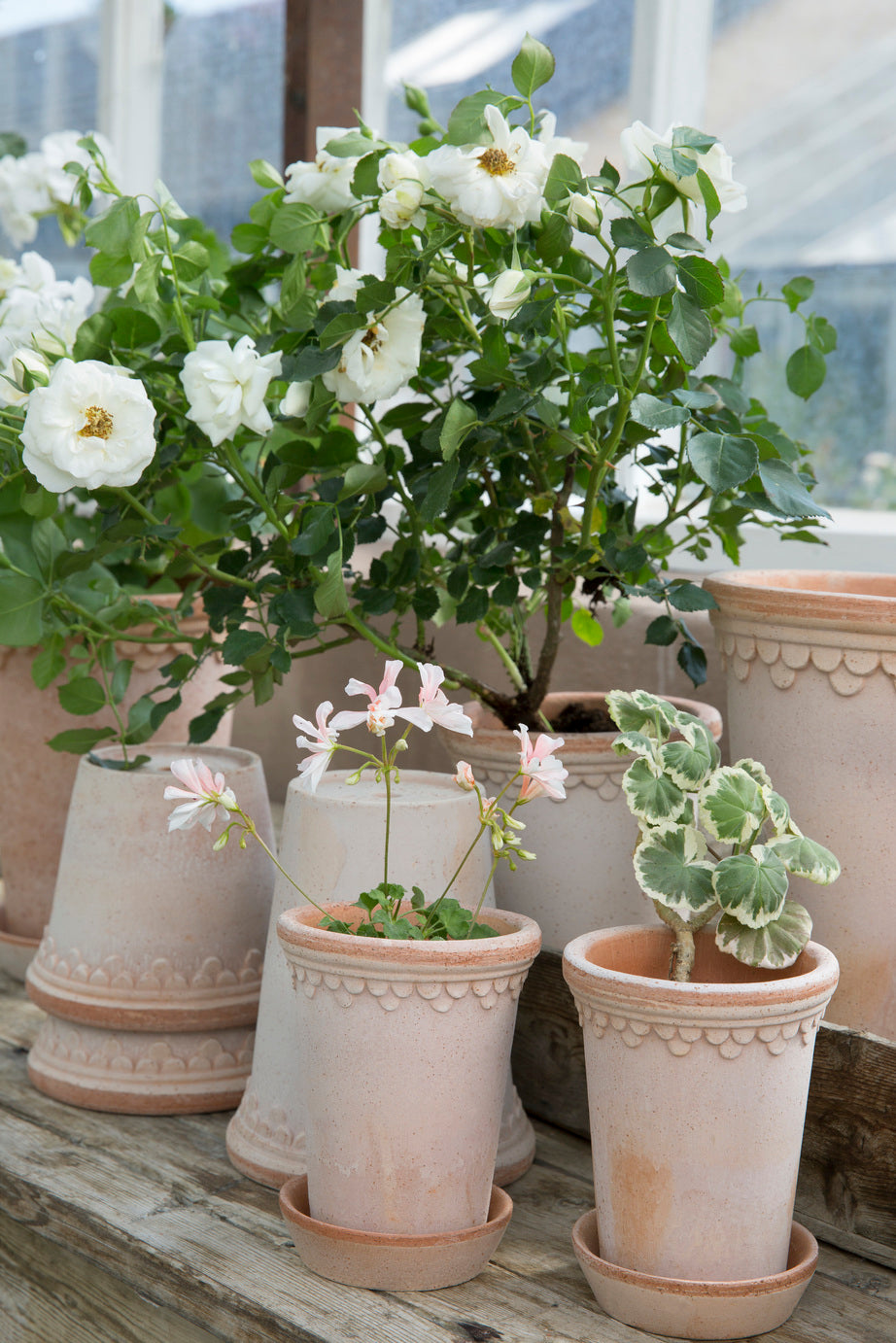 bergs potter plant pot Castle Pot & Saucer Rosa